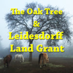 Leidesdorff oak tree Sacramento