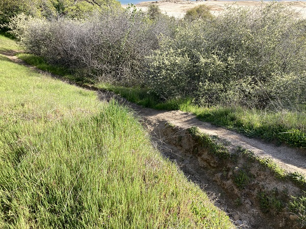Deep eroded rut next to new mountain bike trail on top of Mooney Ridge.