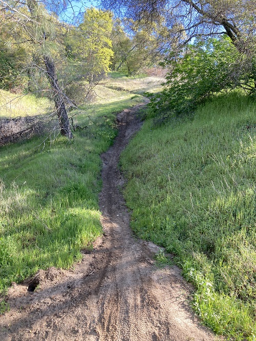 The descent of an unauthorized mountain bike trail shows the imprints of the knobby mountain bike tires that cut into the fragile and highly erodible soil.