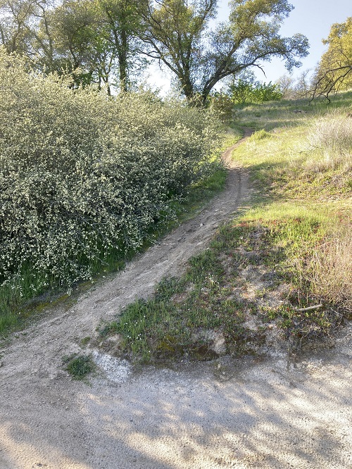 Another mountain bike trail that developed in 2020 that is unauthorized from Mooney Ridge down to the access fire road above Folsom Lake.