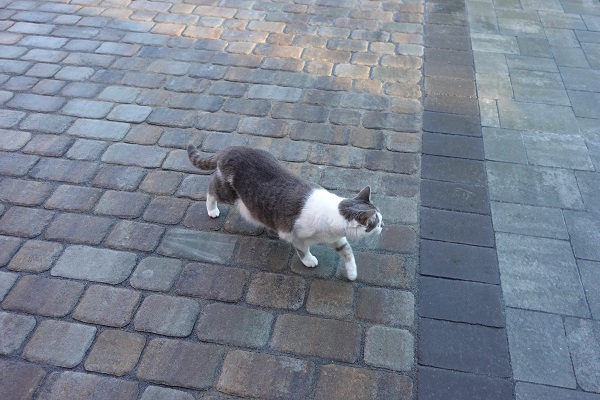 Cat approved paver driveway.
