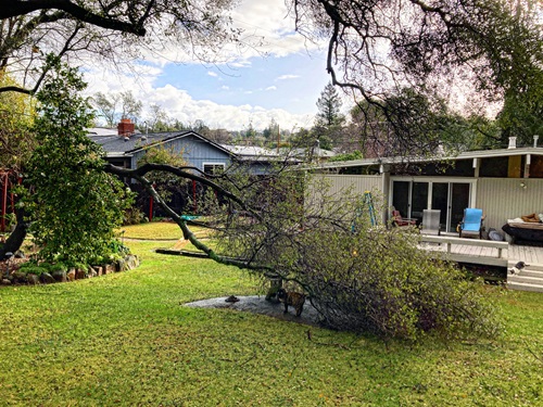 We have had oak trees that have fallen, but never on the house.