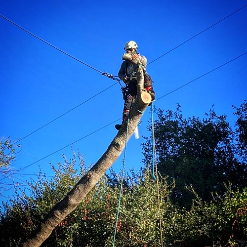 We have taken out several oak trees because they endangered power and communication lines to the house.